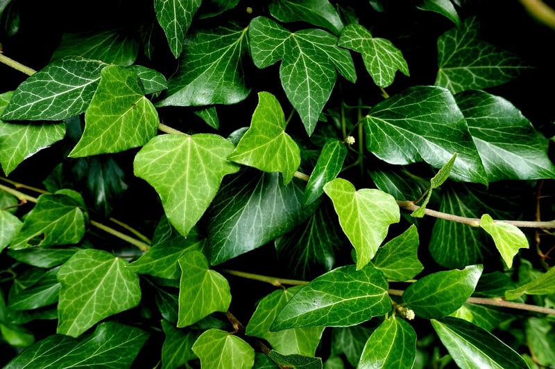 Pothos Plant