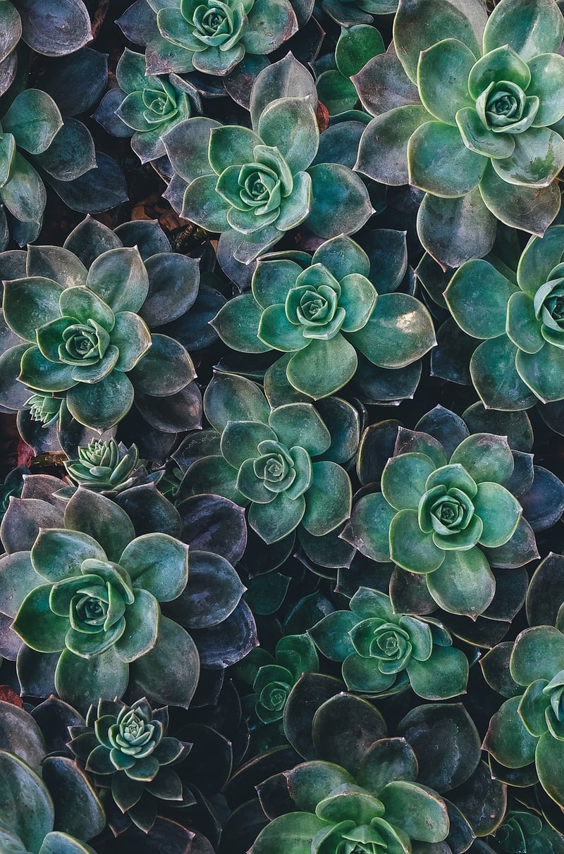 Succulent Wall Display